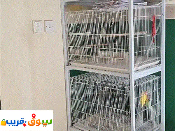 ببغاء كونور أليف ومبهج للبيع | شامل قفصين فاخرين | فرصة لا تعوض لمحبي الطيور!
