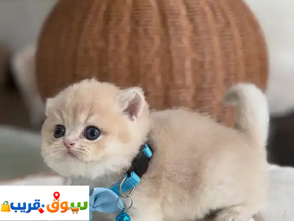 فرصة لا تعوض: قطط بريطانية قصيرة الشعر أصيلة للبيع...