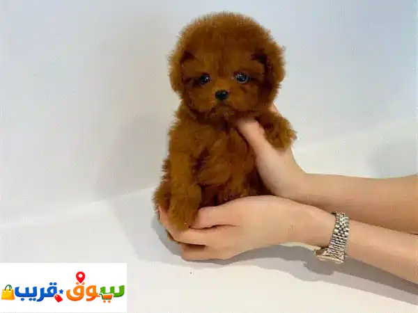 poodle puppies