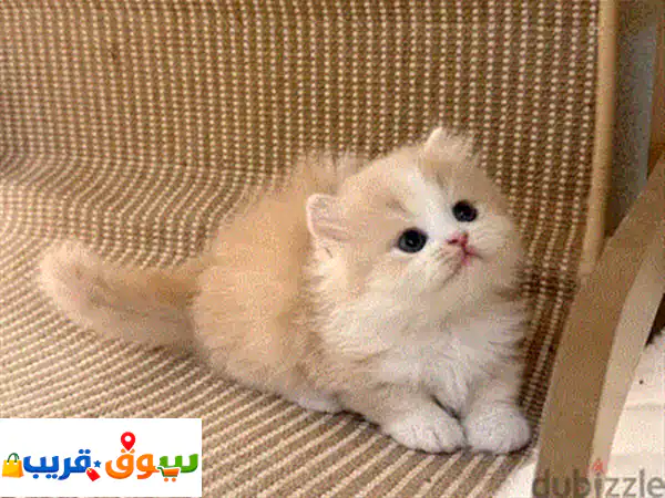 فرصة لا تعوض: قطط بريطانية قصيرة الشعر أصيلة للبيع - جراء بعمر 8 أسابيع جاهزة لعائلتك!