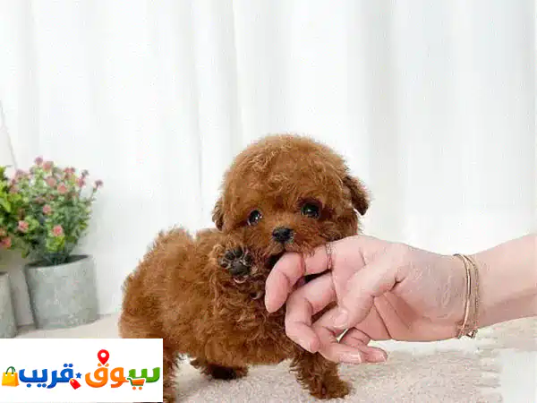poodle puppies