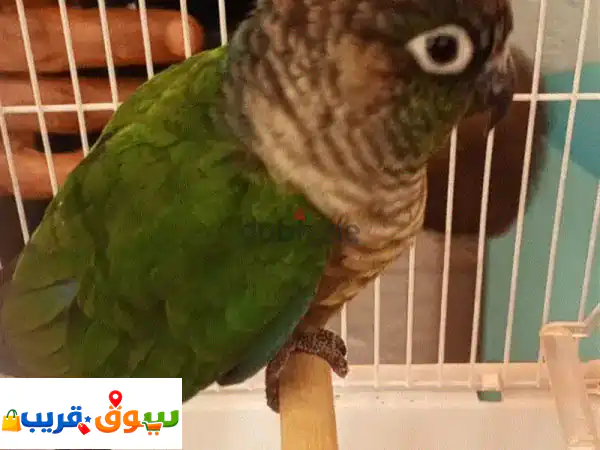 ببغاء كونور أليف ومبهج للبيع | شامل قفصين فاخرين |...