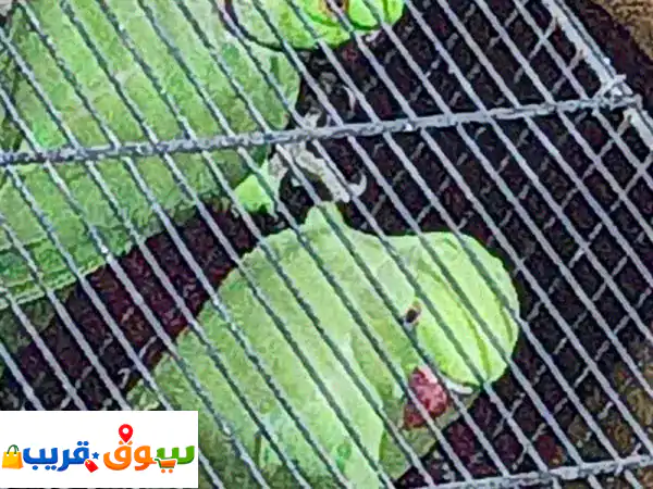 طيور درّة خضراء للبيع بمادبا: أزواج صحية ونشيطة...