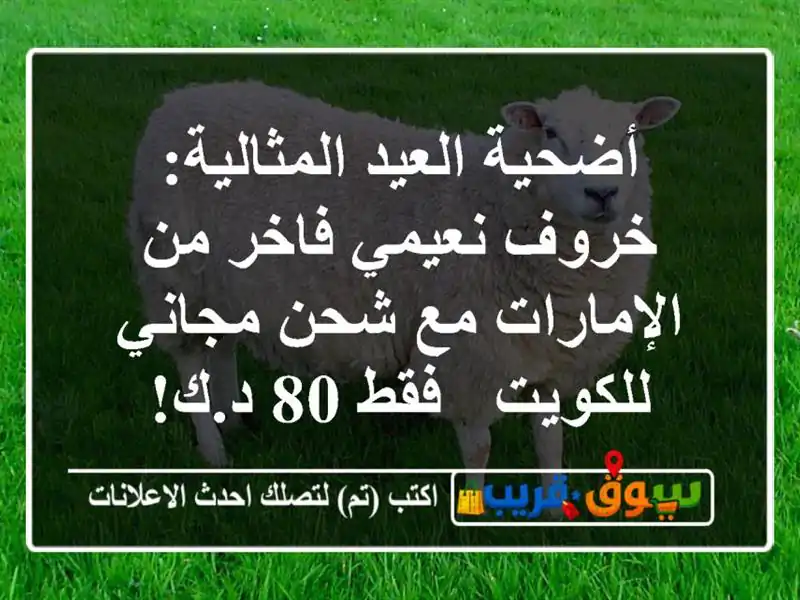 أضحية العيد المثالية: خروف نعيمي فاخر من الإمارات...