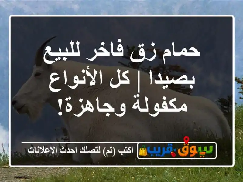 حمام زق فاخر للبيع بصيدا | كل الأنواع مكفولة وجاهزة!