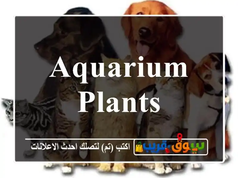 Aquarium plants