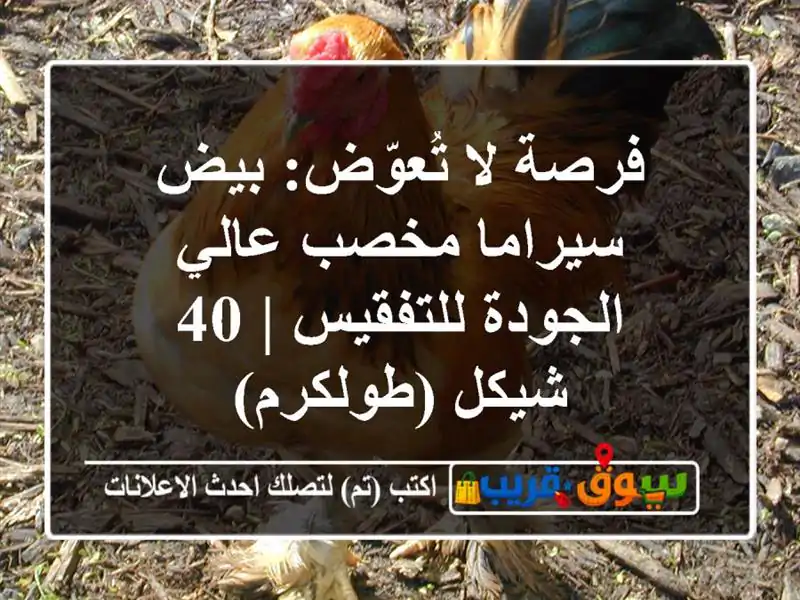 فرصة لا تُعوّض: بيض سيراما مخصب عالي الجودة للتفقيس |...