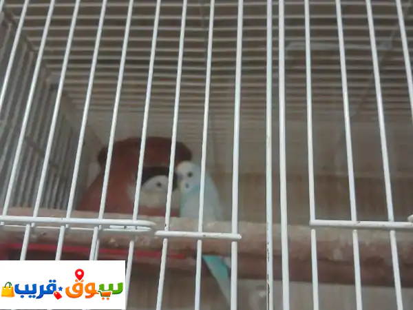 زوج طيور بادجي شغالين ومكفولين العمر أقل من سنة...