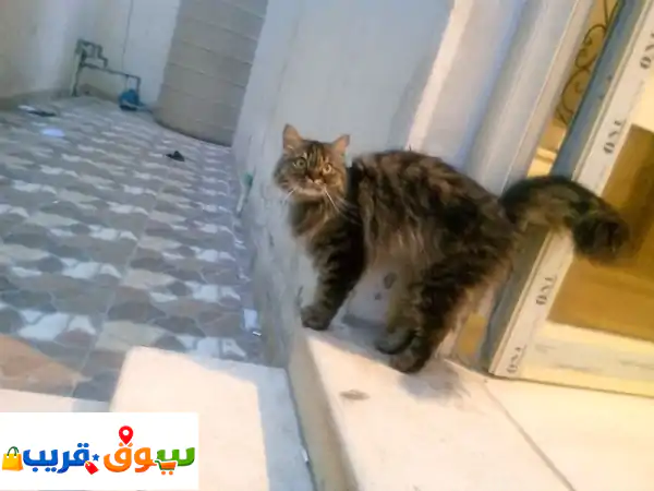 للبيع قط أليف نادر السعر على المشتري الصادق يحدد سعره