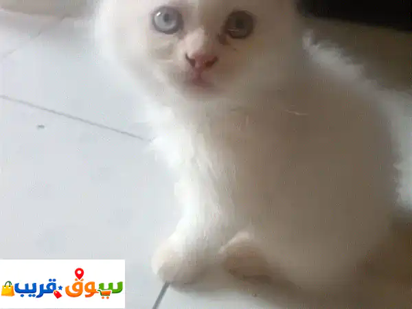 قطة شيرازي راغدول مكس للتبني: لعوبة وساحرة (عمر شهرين)...