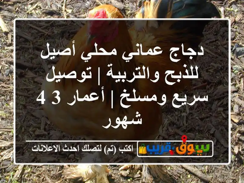 دجاج عماني محلي أصيل للذبح والتربية | توصيل سريع...