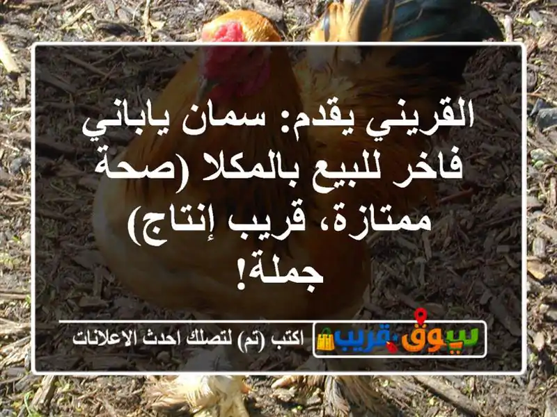 القريني يقدم: سمان ياباني فاخر للبيع بالمكلا...
