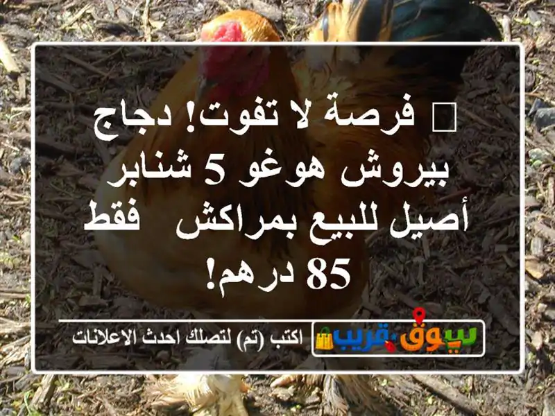 🔥 فرصة لا تفوت! دجاج بيروش هوغو 5 شنابر أصيل...