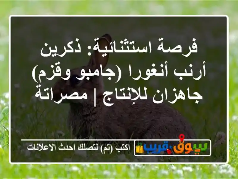 فرصة استثنائية: ذكرين أرنب أنغورا (جامبو وقزم)...