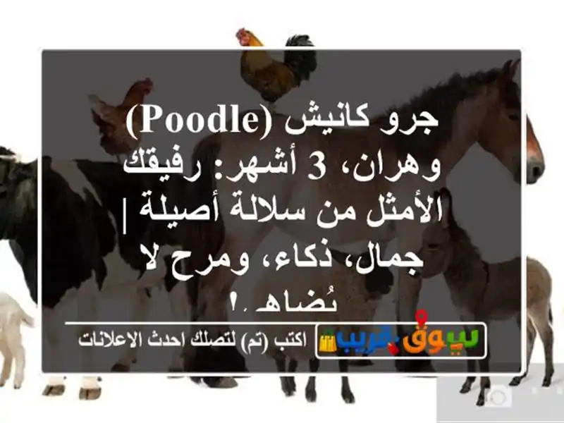 جرو كانيش (Poodle) وهران، 3 أشهر: رفيقك الأمثل من...