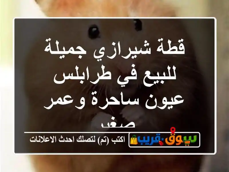 قطة شيرازي جميلة للبيع في طرابلس - عيون ساحرة وعمر صغير