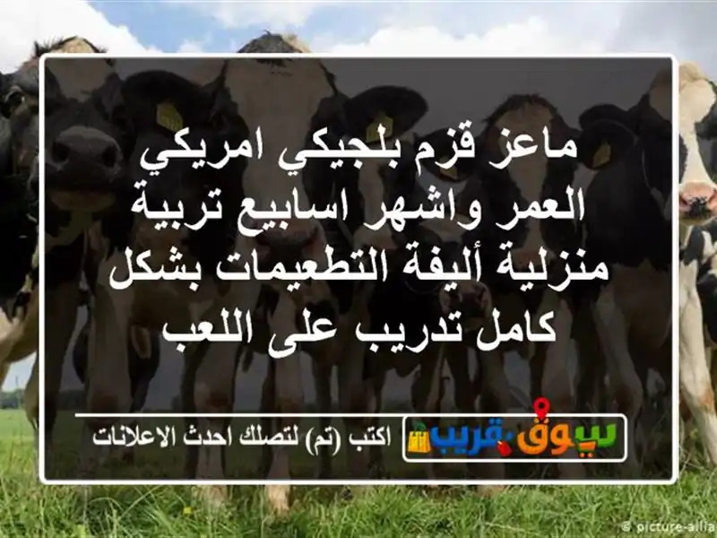 ماعز قزم بلجيكي امريكي العمر واشهر اسابيع...