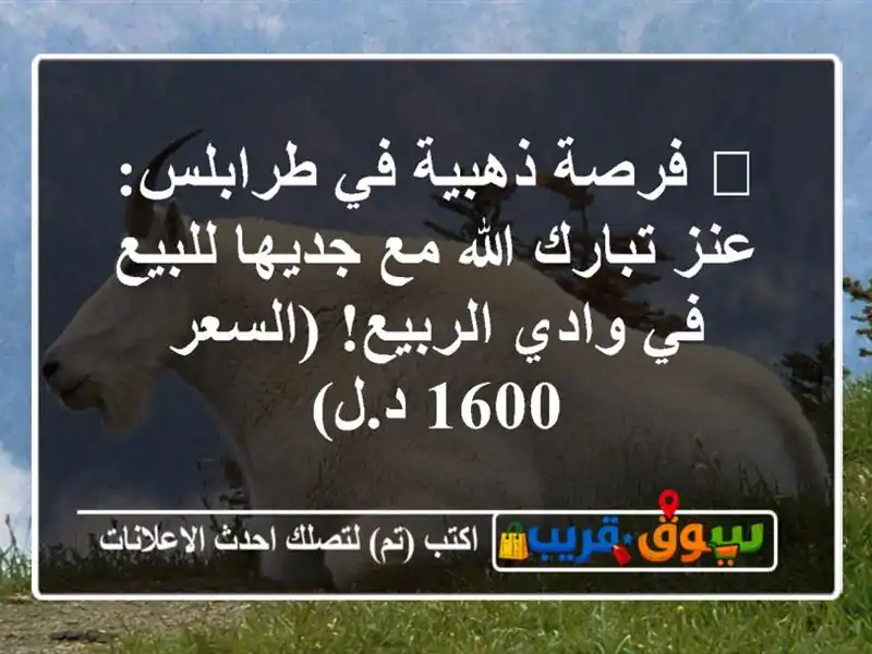 🐐 فرصة ذهبية في طرابلس: عنز تبارك الله مع جديها...