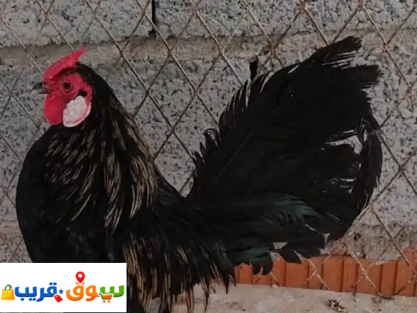 دجاج أمريكي أصيل للبيع | وصل حديثاً | زينة وإنتاجية استثنائية