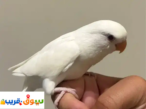jumbo tamed love bird for sale