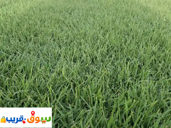 ثيل طبيعي نجيل  سي 2000  فخامة الخضار في مكانك
