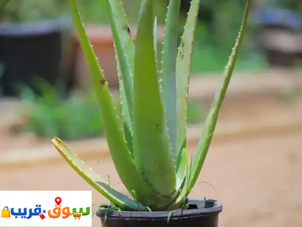 للبيع صبار أوليفرا أحجام متنوعة العدد مفتوح...