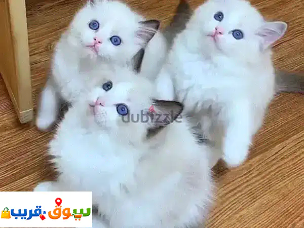 Ragdoll kittens