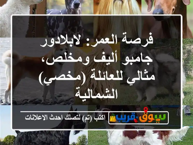 فرصة العمر: لابلادور جامبو أليف ومخلص، مثالي...
