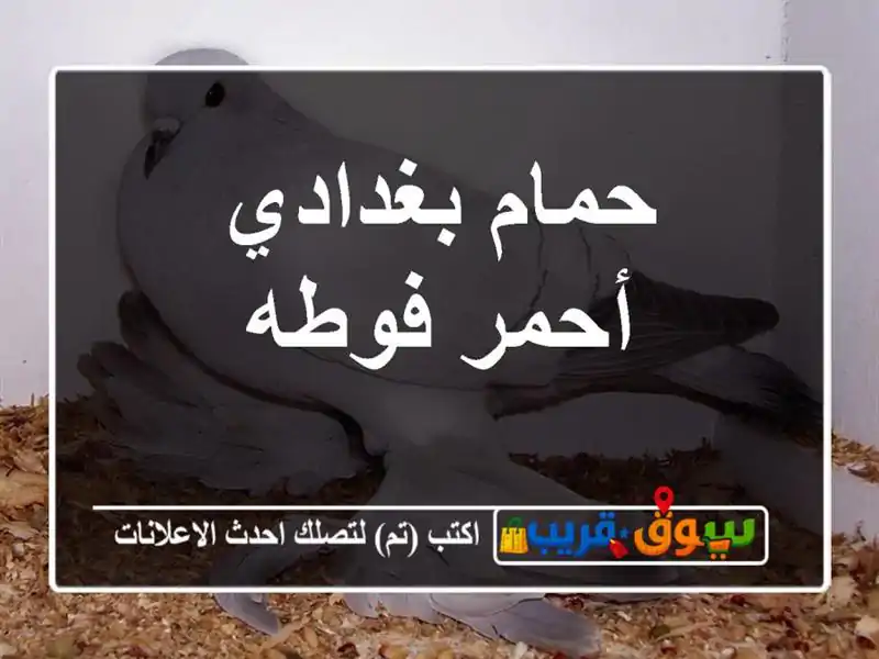 حمام بغدادي أحمر فوطه