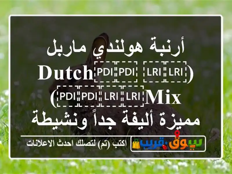 أرنبة هولندي ماربل (⁦⁦Dutch⁩⁩ ⁦⁦Mix⁩⁩) مميزة...