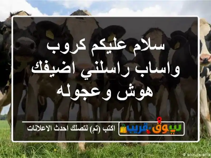 سلام عليكم كروب واساب راسلني اضيفك هوش وعجوله