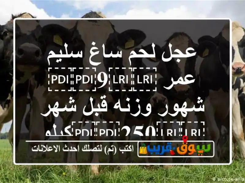 عجل لحم ساغ سليم عمر ⁦⁦9⁩⁩ شهور وزنه قبل...