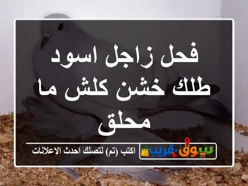 فحل زاجل اسود طلك خشن كلش ما محلق