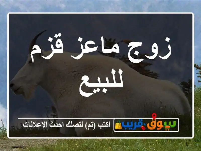 زوج ماعز قزم للبيع