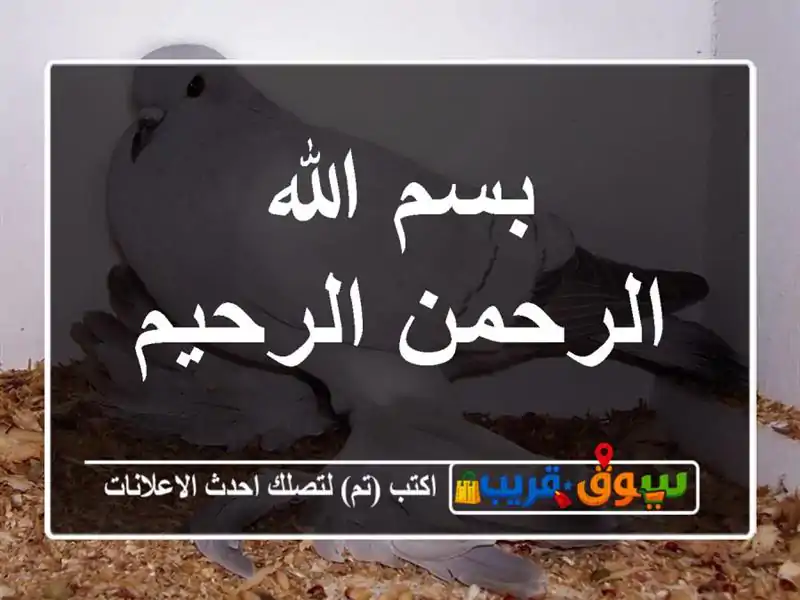 بسم الله الرحمن الرحيم
