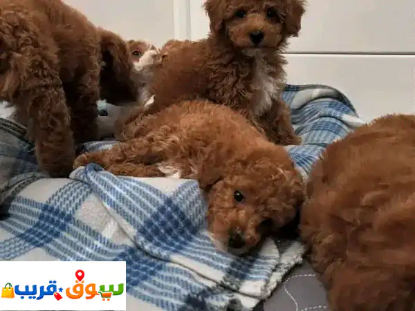 poodle puppies
