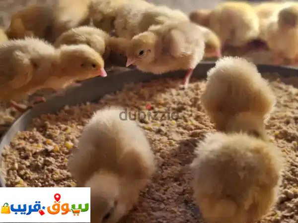 صيصان تكساس جامبو أصلية 100% (غير مهجنة)