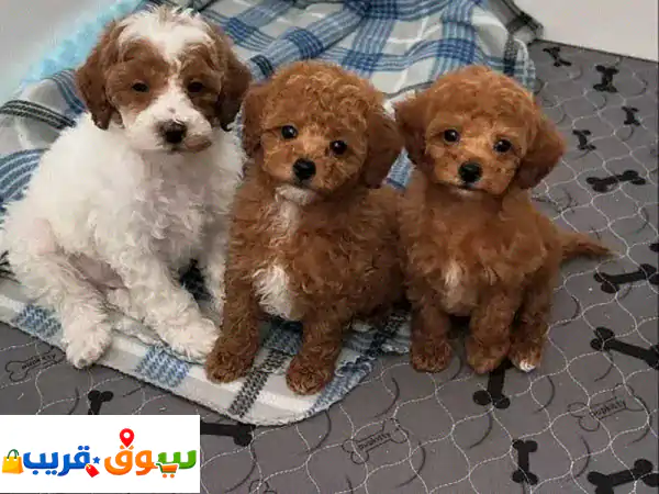 poodle puppies