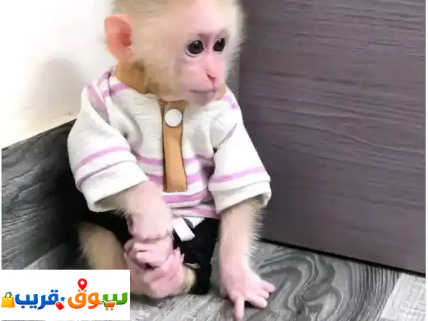 Capuchin Monkeysu002 Fu002 FWhatsapp Me (+966)583921348