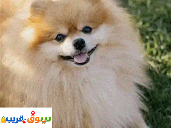 رفيق العمر الذهبي: كلب بوميراني مكس نشيط وصحي للبيع!