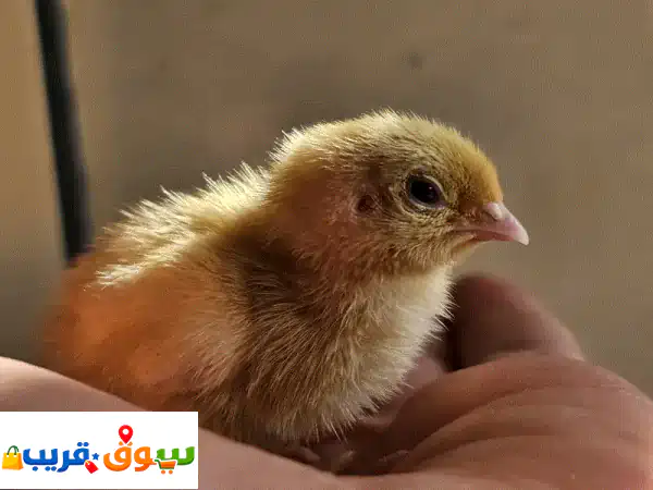 صيصان تكساس جامبو أصلية 100% (غير مهجنة)