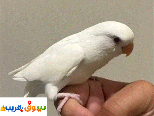 احصل على طيور حب أليفة ومدربة للبيع | لا تعض وتلعب باليد!