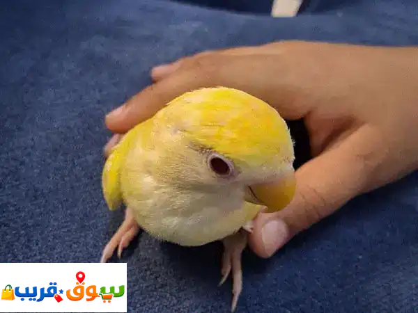 احصل على طيور حب أليفة ومدربة للبيع | لا تعض...