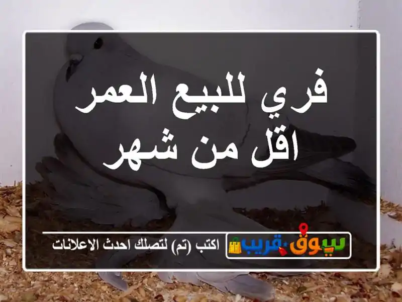 فري للبيع العمر اقل من شهر