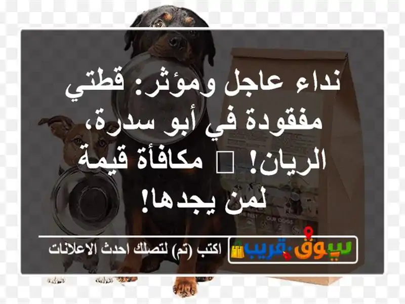 نداء عاجل ومؤثر: قطتي مفقودة في أبو سدرة، الريان!...