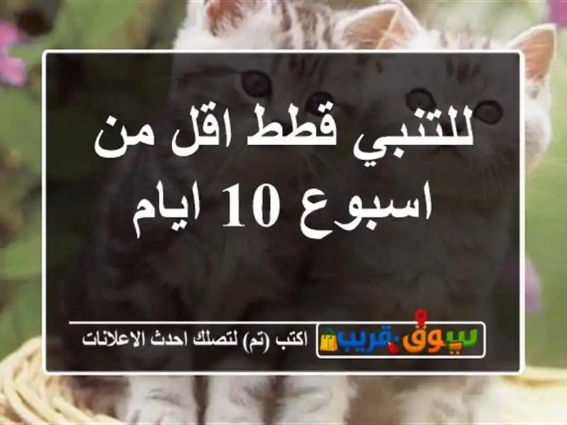 للتنبي قطط اقل من اسبوع 10 ايام