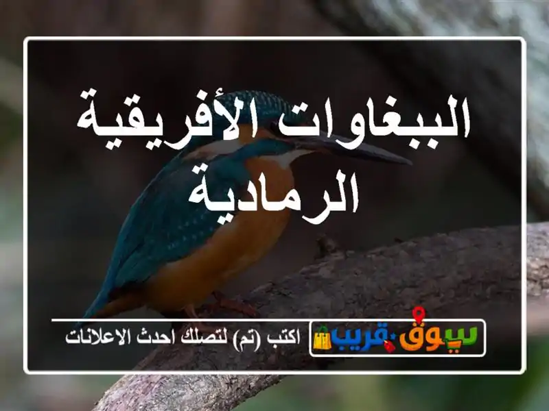 الببغاوات الأفريقية الرمادية