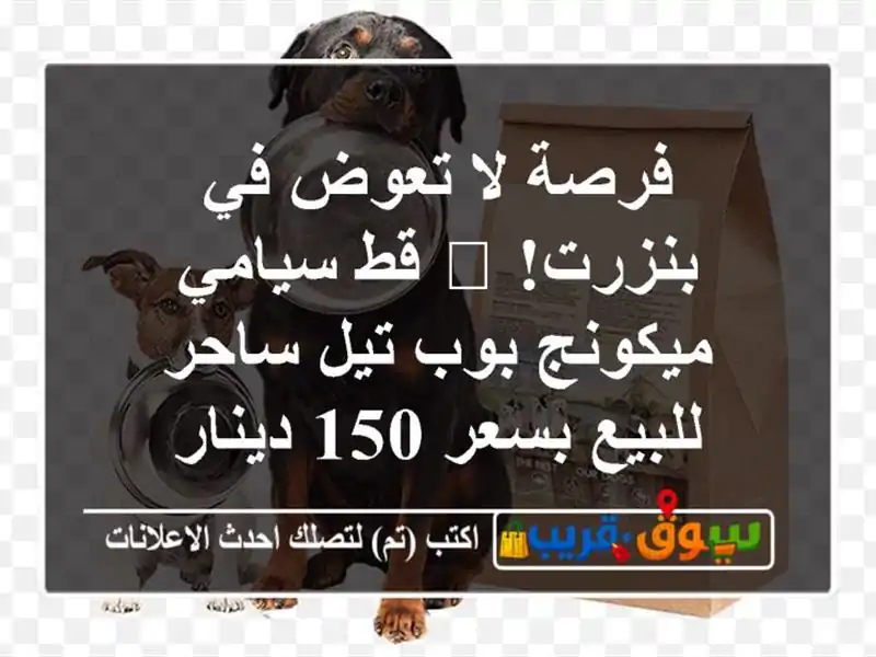 فرصة لا تعوض في بنزرت! 🐱 قط سيامي ميكونج بوب تيل...