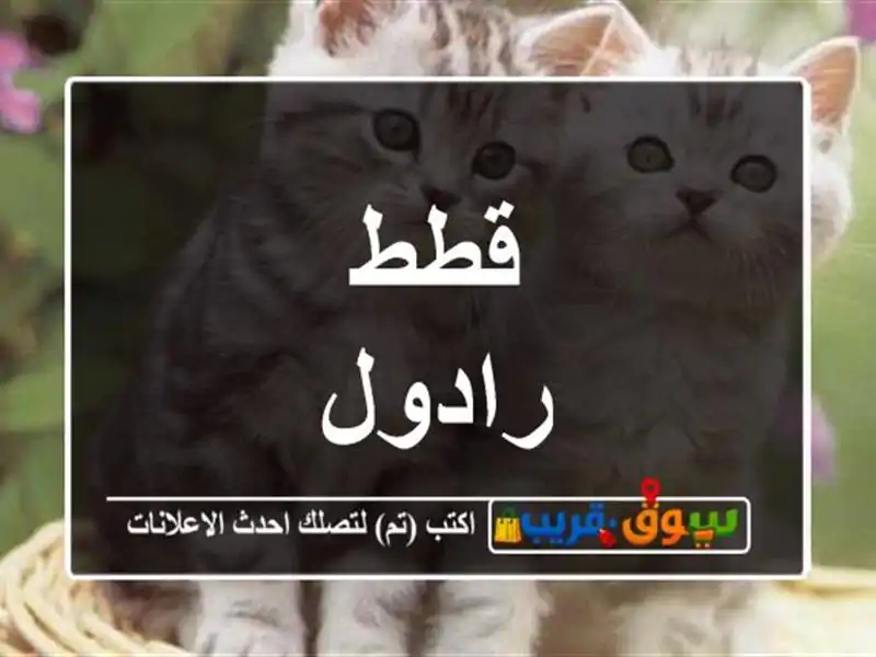 قطط رادول
