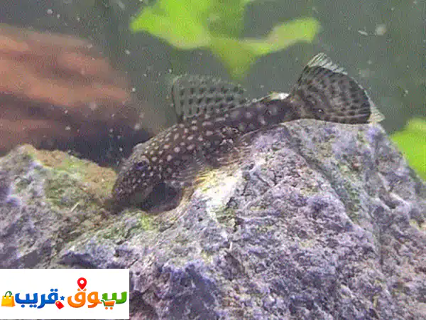 bristlenose pleco